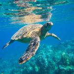 Havsköldpaddor kommer tillbaka runtom i världen