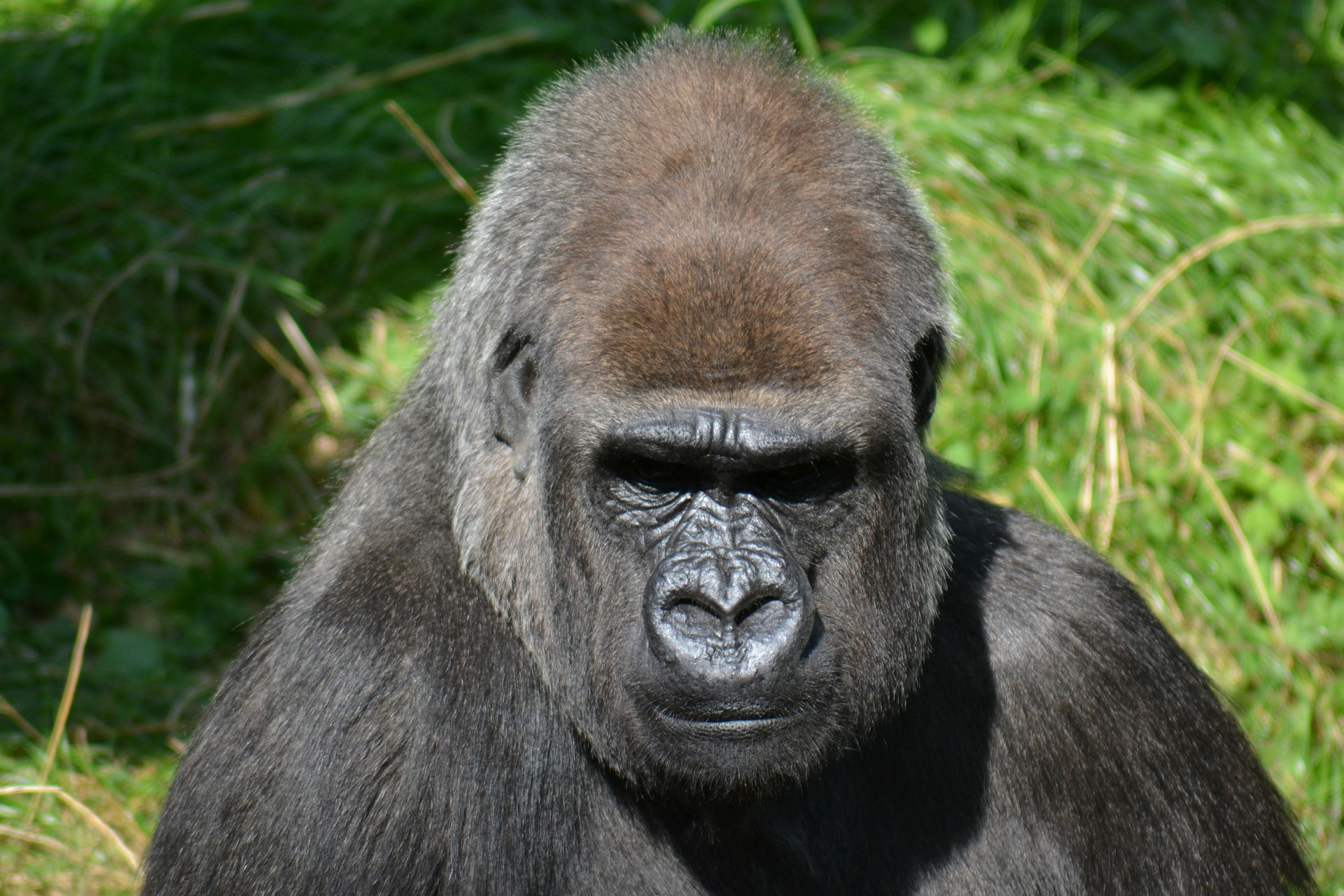 Hotade bergsgorillor blir allt fler