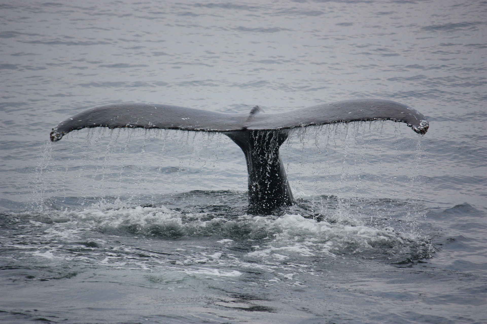 Blåvalen har lyckats studsa tillbaka från randen av utrotning