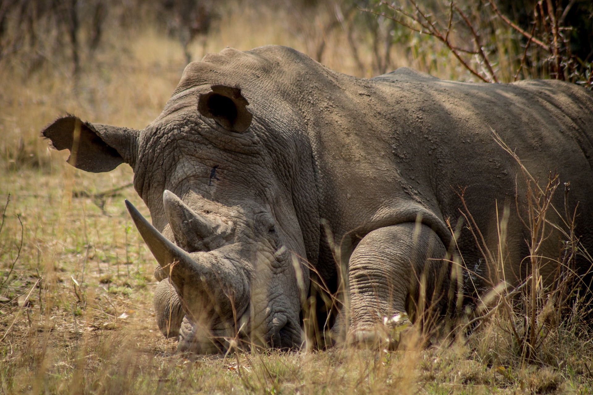 Tjuvjakt på noshörningar i Sydafrika minskar för femte året i rad