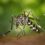 Indonesiska forskare föder upp goda myggor för att bekämpa denguefeber med
