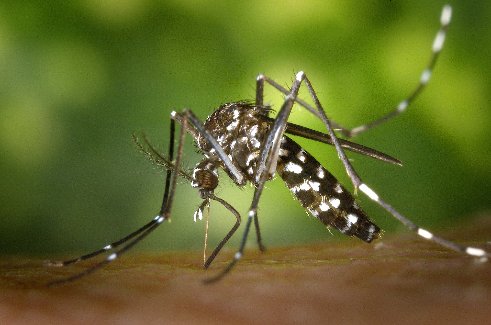 Indonesiska forskare föder upp goda myggor för att bekämpa denguefeber med