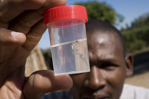 Malaria på tillbakagång