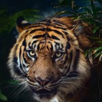 WWF: Glädjande att tigrarna blir fler i Indien