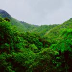 mountain covered with green trees